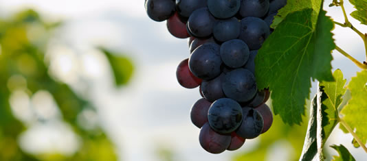 Niagara Winery Tours