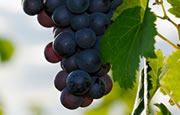 Niagara Wine Tour