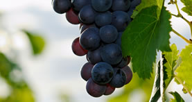 Niagara Wine Tour