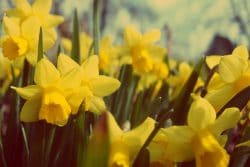 Spring flowers in Niagara's Queen Victoria Park